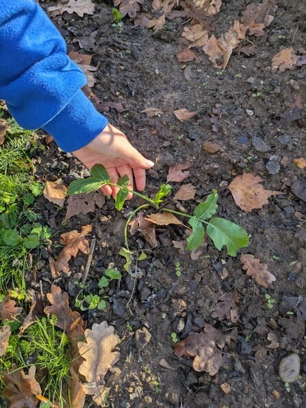 A hand reaches out to show a planting growing out of a leafy, muddy earth. 