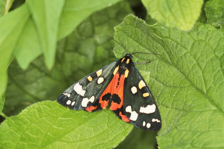 a scarlet tiger moth on a leaf