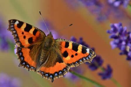 a tortoiseshell butterfly on lavender