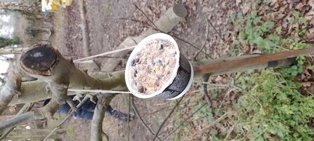 A bird feeder made out of a yoghurt pot, hung from a tree in the winter time