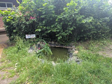A small pond dug into the ground surrounded by grass on school grounds. 
