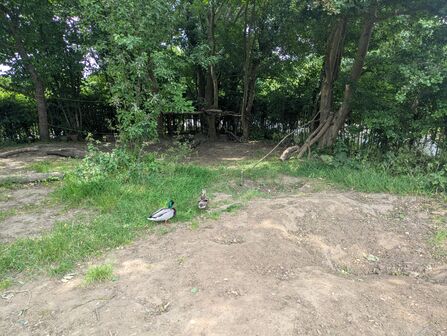 Two ducks waddling along in a green space on school grounds. 