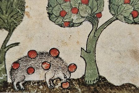 A medieval illustration of a hedgehog standing under an apple tree. The hedgehog has apples stuck onto its spines and is eating one on the ground.