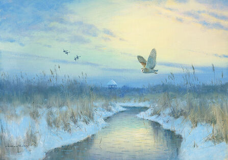 A barn owl glides over a softly lit winter scene 