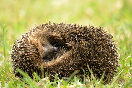 A hedgehog curls up on its side into a ball, with its head tucked in, while lying on some grass