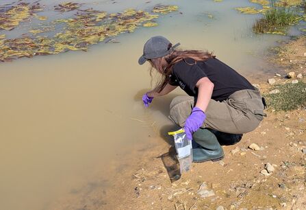 A staff member is leaning over the edge of a pond with protective gloves and a ziplock bag. 