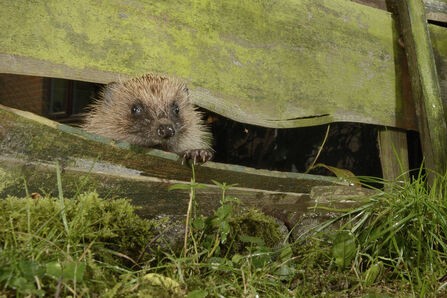 A hedgehog peeks out through a gap in a wooden garden fence, with its face and one paw visible.
