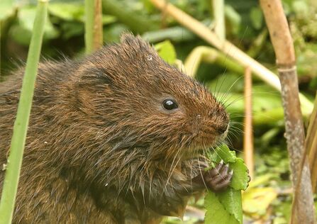 A young water vole with brown fur enjoying some greenery as a snack, surrounded by water plants