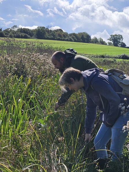 Two people standing by some tall reeds, bending down and looking into the plants and some hidden water. There are fields visible behind them, with some white clouds in the blue sky