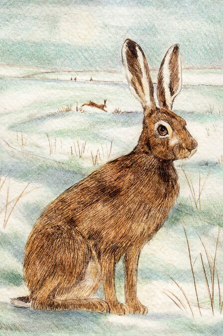 A detailed coloured etching of a hare sits amidst a snowy scene
