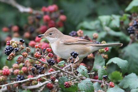 a whitethroat on a blackberry bush