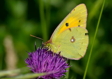 a clouded yellow butterfly on a flower