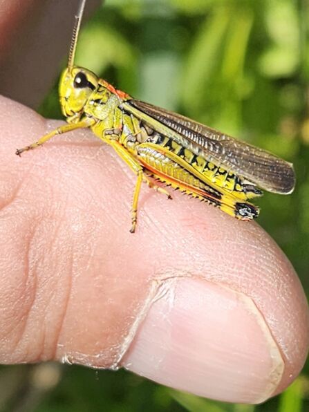 A large marsh grasshopper sitting on someone's finger. The grasshopper is a yellow-green colour and has brown wings laying flat on its back.