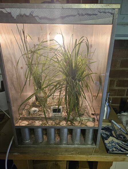 A vivarium sitting on a wooden table, with a brick wall behind. The tank contains two tall grassy plants and a small white thermometer box