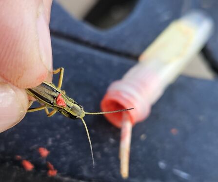 A close-up photo of a hand gently holding a large marsh grasshopper. The grasshopper has a small red paint dot on its back, while a plastic tube of paint is visible in the background