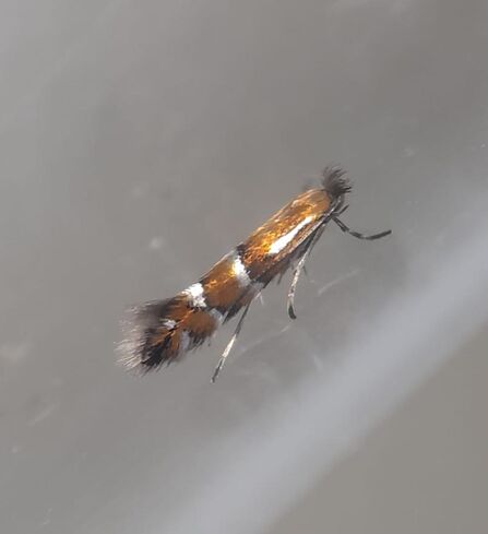a small, fluffy orange and white striped moth
