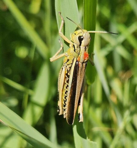 A large marsh grasshopper sitting on a blade of grass. The yellow-green grasshopper has a red spot of paint on its back, near its head.