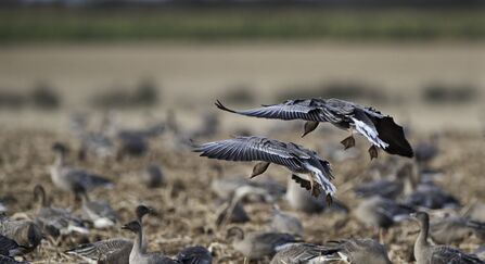 Pink-footed geese on a field in Norfolk during winter