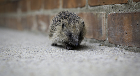 Hedgehog