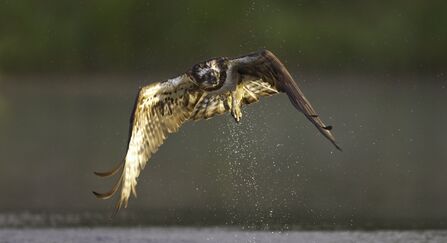 A brown and white osprey flying above the water, with its wings outstretched