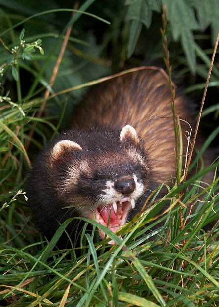 Return of the polecat Norfolk Wildlife Trust