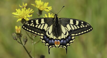 A swallowtail butterfly rests on some yellow flowers