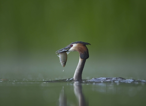 Great Crested Grebe with fish