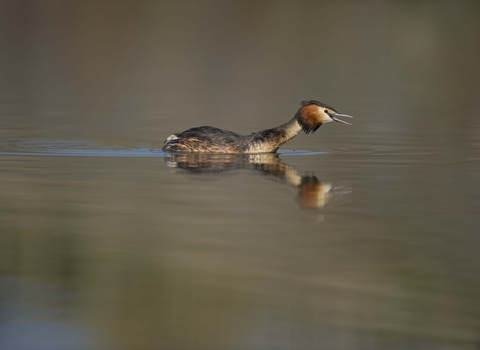 Great Crested Grebe