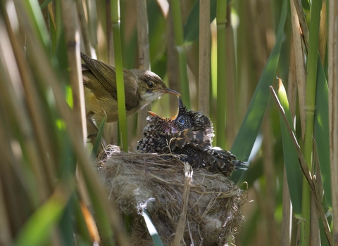 Cuckoo chick and reed warbler