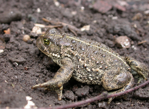 Natterjack Toad