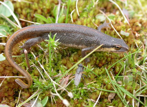 Palmate newt