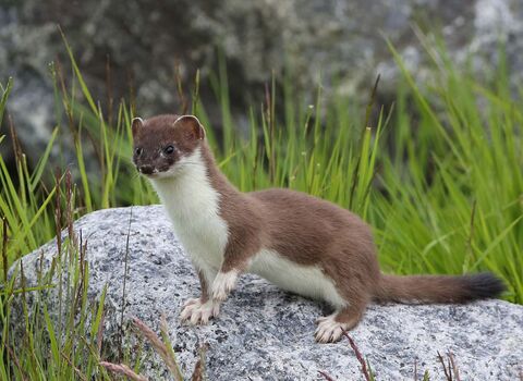 Stoat | Norfolk Wildlife Trust