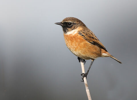 Stonechat | Norfolk Wildlife Trust