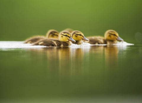 Mallard ducklings