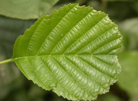 Alder leaf