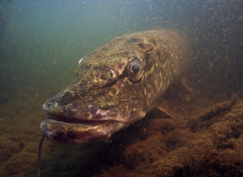 Pike