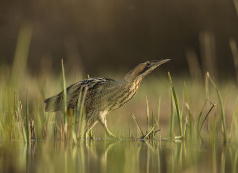Bittern | Norfolk Wildlife Trust