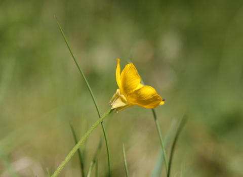 Bulbous Buttercup