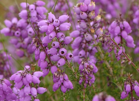 Bell Heather