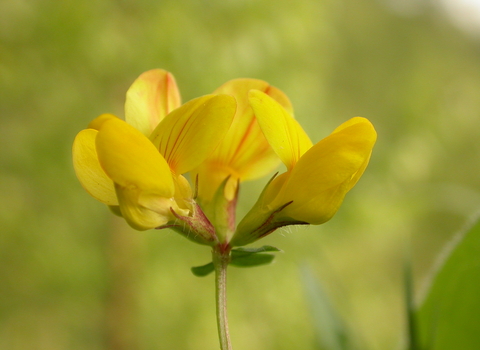 Common Bird's-foot-trefoil