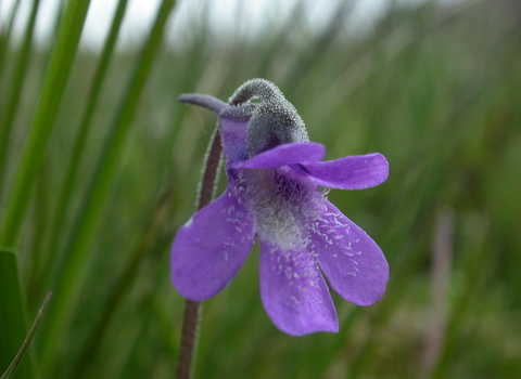 Common Butterwort