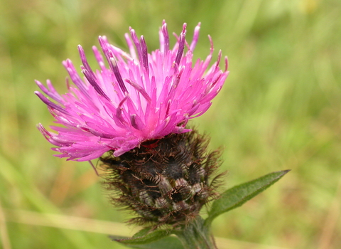 Common Knapweed