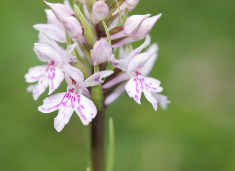Common Spotted-orchid