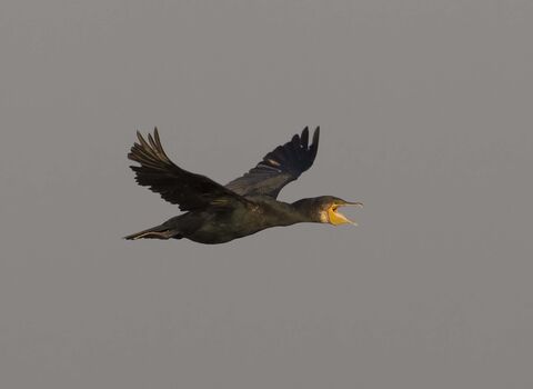 Cormorant