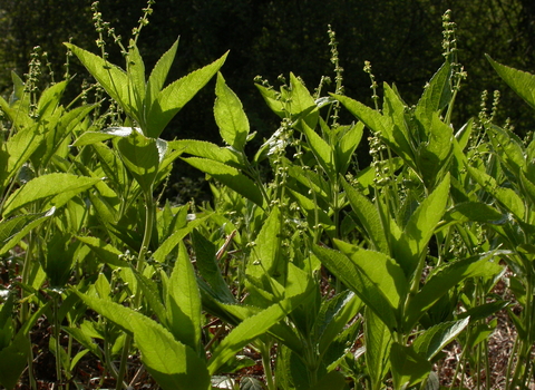 Dog's Mercury
