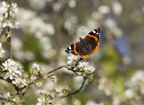 Red Admiral