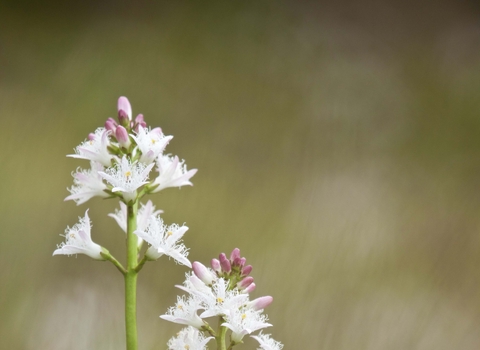 Bogbean