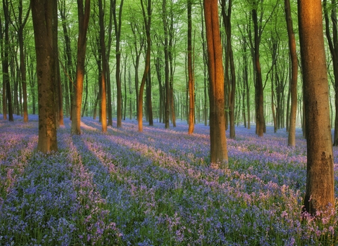 Bluebells