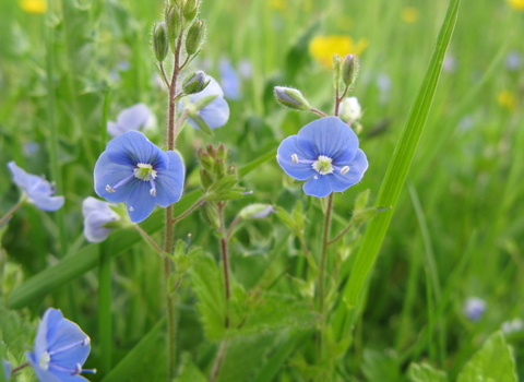 Germander Speedwell