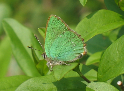 Green Hairstreak butterfly